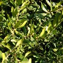 Buxus sempervirens 'Angustifolia'